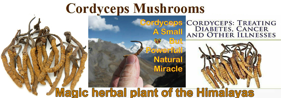 Nguồn gốc Đông Trùng Hạ Thảo Sinensis Bhutan