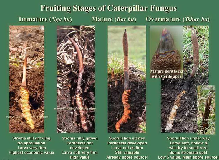 Sự phát triển Đông Trùng Hạ Thảo Sinensis Bhutan