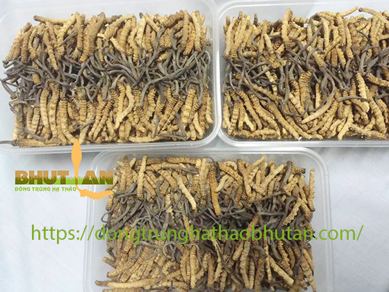 CAC-LOAI-DONG-TRUNG-HA-THAO-1