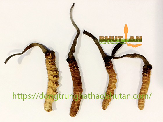 CAC-LOAI-DONG-TRUNG-HA-THAO