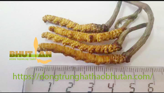 PHAN-LOAI-DONG-TRUNG-HA-THAO-8